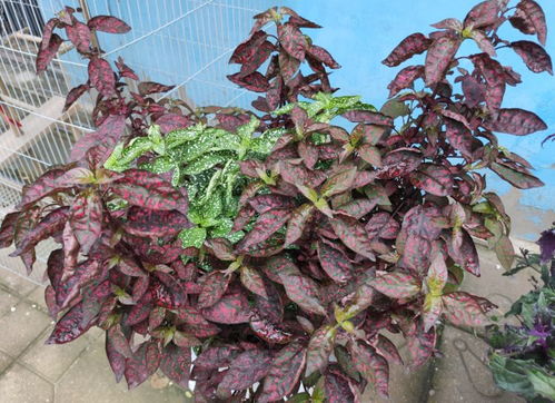 新手常见错误：乱修剪的悲剧