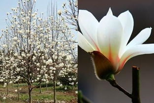 一、美丽的外貌