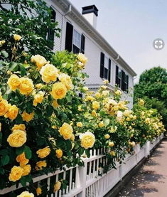 花型花径：饱满杯状，哪个梗吸引你？