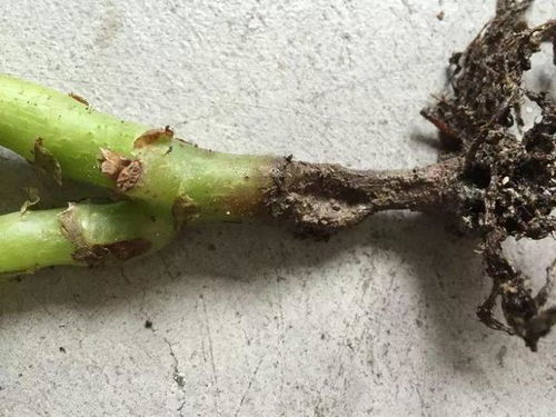 满天星，还有其他的说法吗？