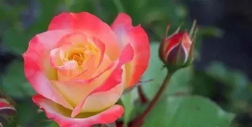 平阴玫瑰， 赠人手有余香，传承独特花香文化