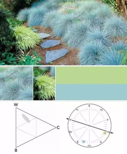 落叶乔木：秋天的色彩