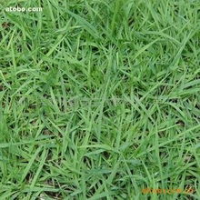 一、 五月种植，草种选择有讲究