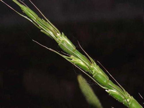 芝麻无草优除草剂，价格揭秘大揭秘！