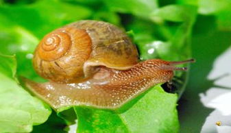 野生蜗牛生存奇迹：捡到的小蜗牛如何饲养？