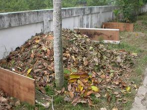 桂花树矮化的必要性