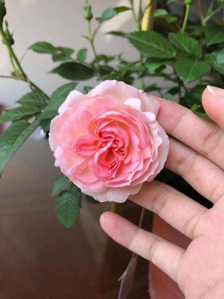 白桃妖精：粉嫩的惊喜