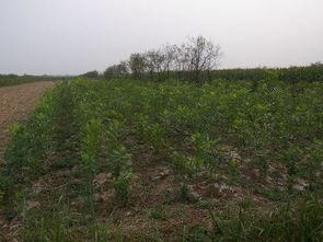 梧桐树种植的最佳时间是什么季节？