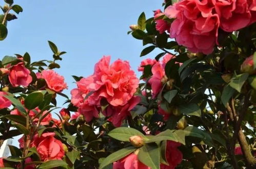 茶花：北方花友慎入