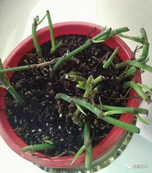绿萝生长环境是否适宜？为什么长得矮小