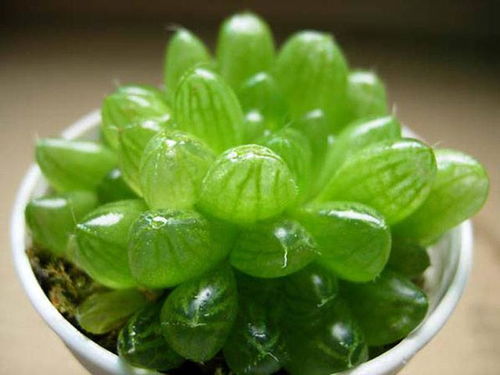 玉露开花象征着生命的绽放与成长，那么这种自然现象具体代表了怎样的生命意义呢