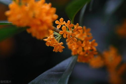 桂花在秋季怎么开花？