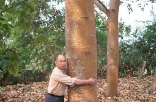 树木灭虫大揭秘：哪种农药Zui有效？