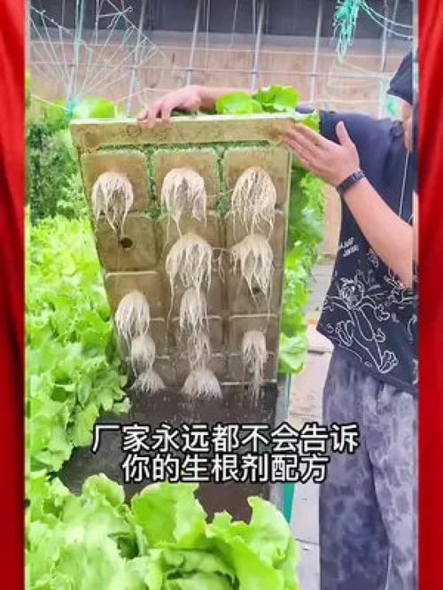 桃园春季管理，关注病虫害防治与土壤改良
