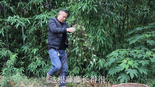 鸡屎藤煮水，你喝对了吗？