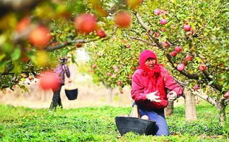 鸡爪槭树：四季常青的守护者