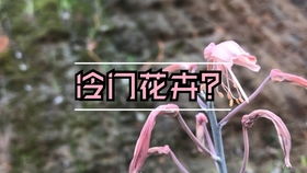 魔幻现实：冬天种生菜，一斤卖到38块！