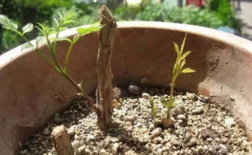 凌霄花能否通过扦插繁殖成功？