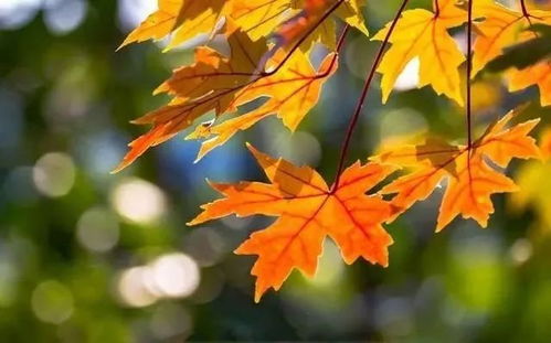 枫树用途，不止观赏！