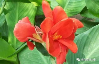 美人蕉种子的小故事