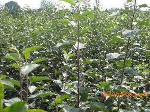 杨凌苗木交易会， 一场苗木盛宴等你来