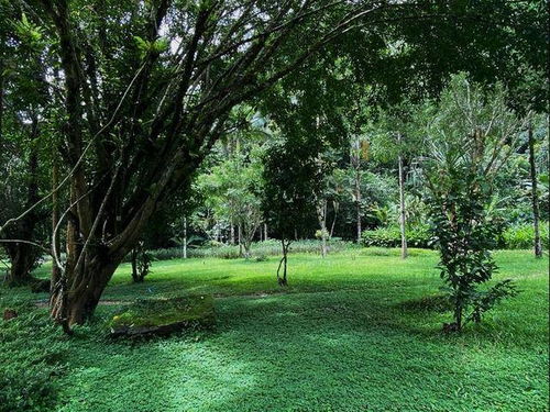 热带雨林花卉的独特魅力