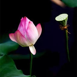 荷花的种植方法