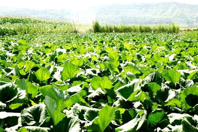 冬季种植，养殖蔬菜忙不停