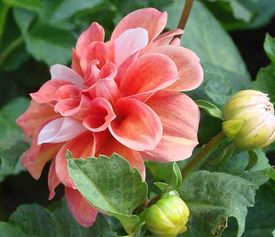 大丽花的种植技巧