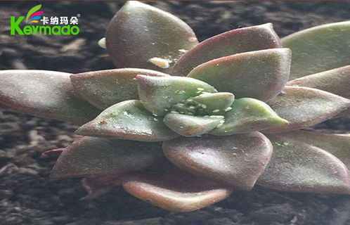 多肉生黑色虫子怎么办？如何有效清除