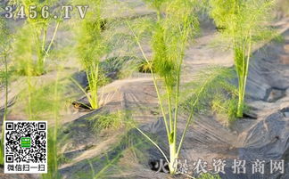 “北方胡萝卜种植指南中，春季种植的最佳时机和方法是什么