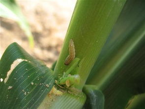 芦苇为什么难清除？