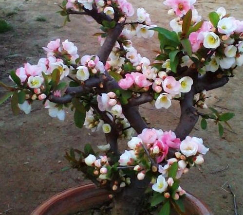 2. 海棠花——花开富贵，美得不要不要的