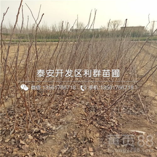 除草松土：白腊树苗的日常保健