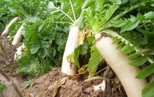 白萝卜苗期除草剂种类全解析