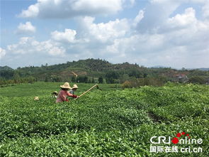 茶园除草， 得讲究方法