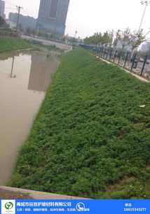 围墙边种植的植物大揭秘