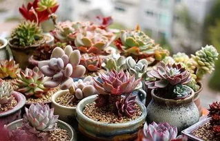 牛奶浇多肉？小心毁绿植！