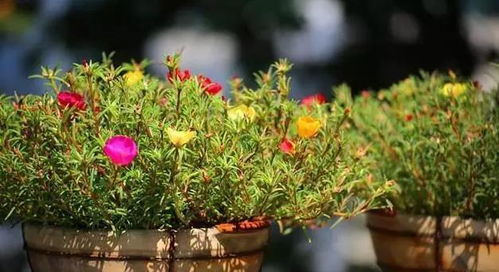 微型蕨类植物：营造微景观