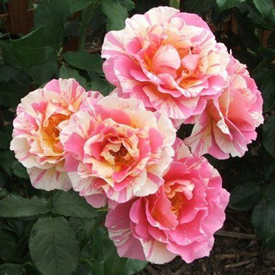 月季花， 我国的花中皇后