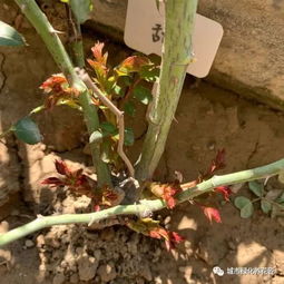 一、 少浇水：让月季宝宝休息一下