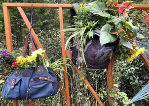 上次刷短视频堪到个神操作：用修眉刀给文竹修型，别说还挺好用！不过话说回来工具顺手比价格重要，9块9的修枝剪用好了照样封神。