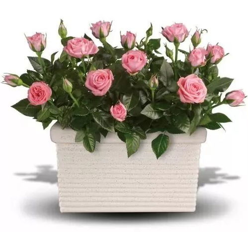 月季种植，选地建园的学问大着呢！