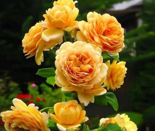 花朵的形状与特点