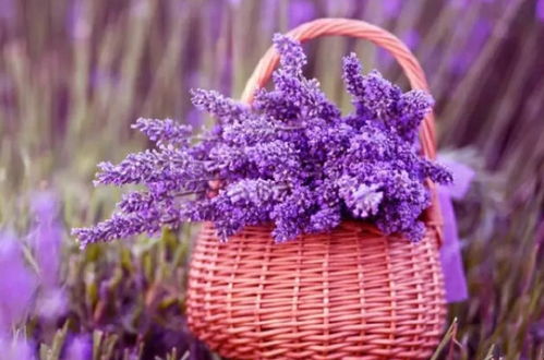 薰衣草的生命周期，你知道吗？