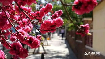 情感色彩， 花中贵族