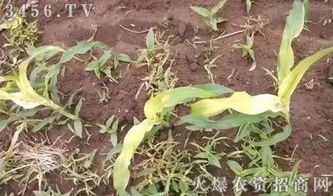 不同除草剂在阴天的表现