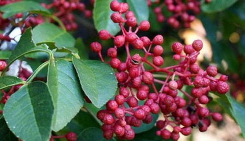 春秋两季种植的三个关键因素