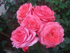 美丽小姐月季的特点