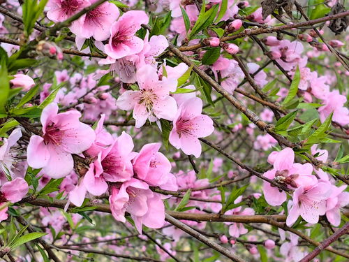 杏花，含苞待放